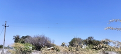 Merops orientalis