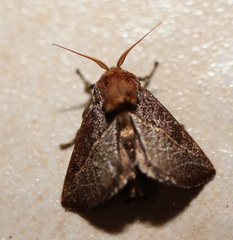 Anaxidia lozogramma
