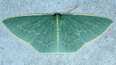 Chlorocoma melocrossa