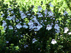 Prostanthera cuneata