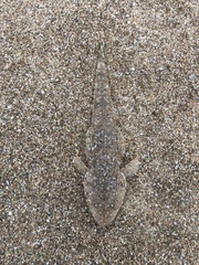 Platycephalus westraliae