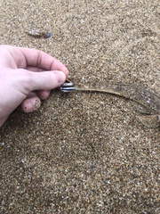 Platycephalus westraliae