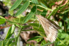 Pyrausta aerealis