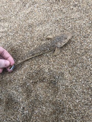 Platycephalus westraliae