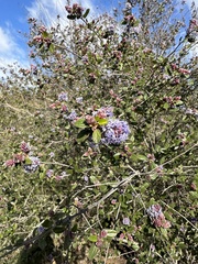 Ceanothus tomentosus