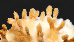 Echinoporia aculeifera