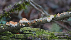 Echinoporia aculeifera