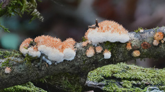 Echinoporia aculeifera