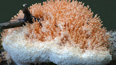 Echinoporia aculeifera