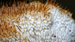 Echinoporia aculeifera