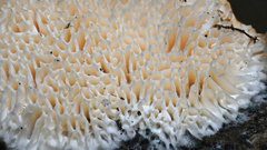 Echinoporia aculeifera