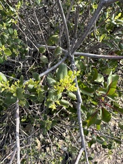 Rhamnus pilosa