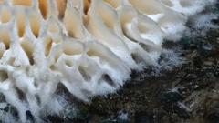 Echinoporia aculeifera