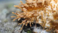 Echinoporia aculeifera