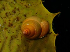 Phasianotrochus eximius