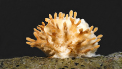 Echinoporia aculeifera