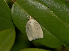 Zelotherses paleana