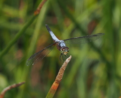 Brachydiplax chalybea