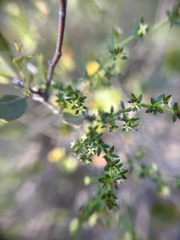Galium nuttallii