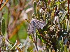 Chrysolarentia nephodes