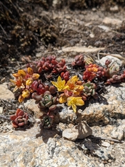 Sedum obtusatum