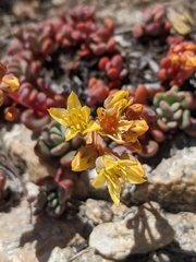 Sedum obtusatum