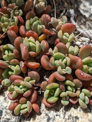 Sedum obtusatum