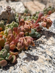 Sedum obtusatum