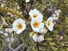 Chamaebatia australis