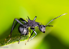 Polyrhachis armata