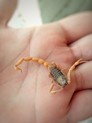 Aegaeobuthus nigrocinctus