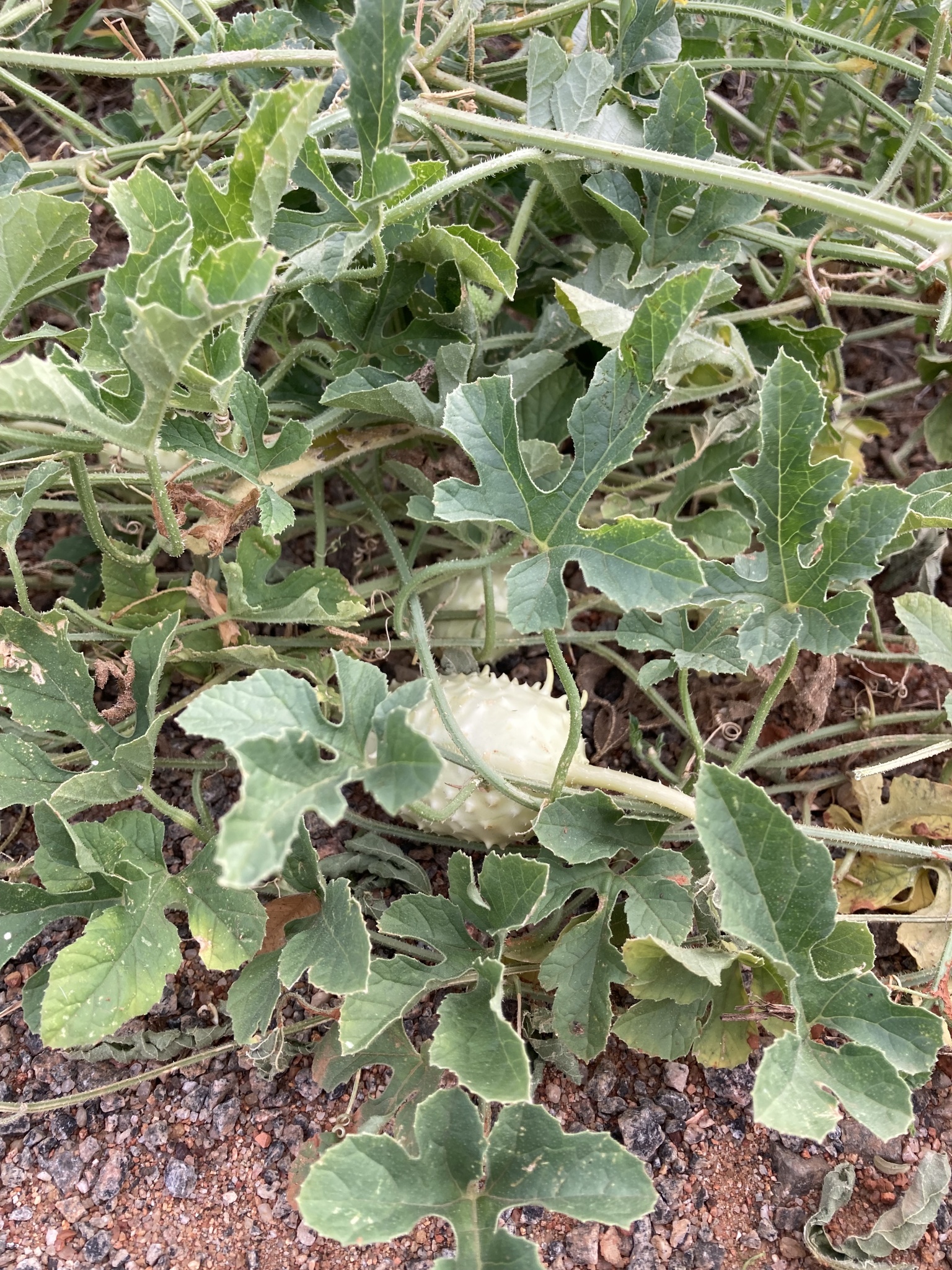Cucumis anguria