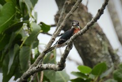 Chloroceryle americana