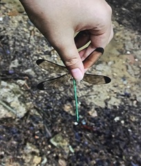 Atrocalopteryx melli
