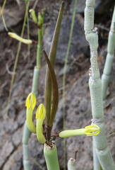 Ceropegia dichotoma subsp. dichotoma image