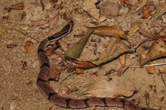 Pseudoxenodon bambusicola