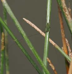 Orthoptera