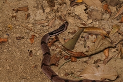 Pseudoxenodon bambusicola