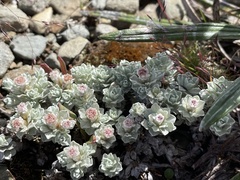 Ewartia nubigena