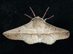 Antictenia punctunculus