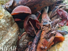 Auricularia auricula-judae