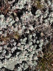 Ewartia nubigena