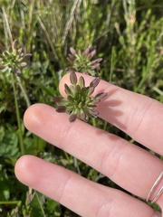 Chaerophyllum eriopodum