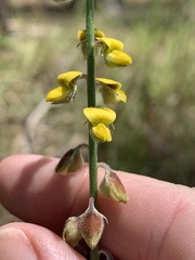 Crotalaria montana