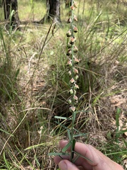 Crotalaria montana