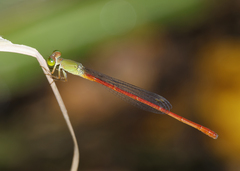 Ceriagrion aeruginosum