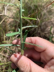 Crotalaria montana