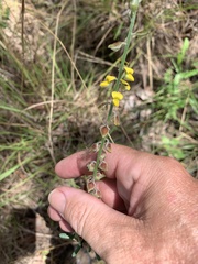 Crotalaria montana