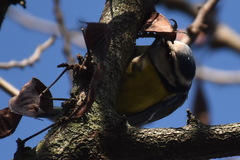 Cyanistes caeruleus