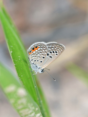 Freyeria trochylus
